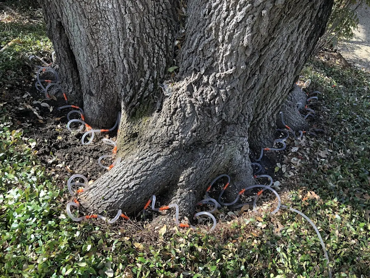 Detailed Tree Cabling and Bracing job site in San Juan Capistrano