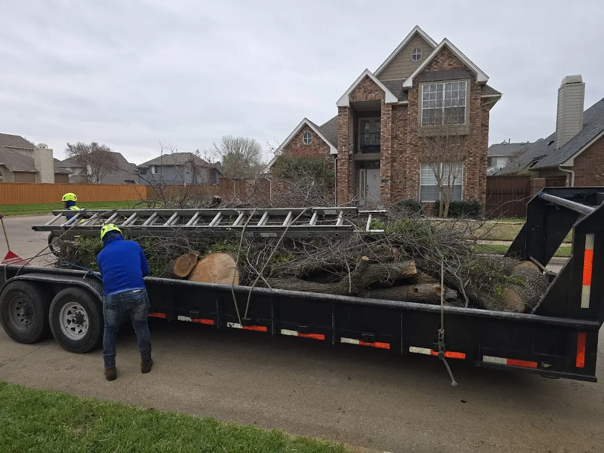 Expert Tree Fertilization with proper safety equipment in San Juan Capistrano